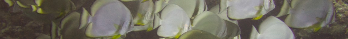 Arden Divers: Your friendly dive club in South Warwickshire