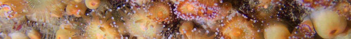 Arden Divers: Your friendly dive club in South Warwickshire