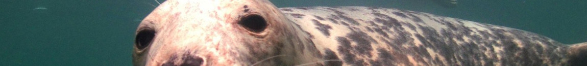 Arden Divers: Your friendly dive club in South Warwickshire