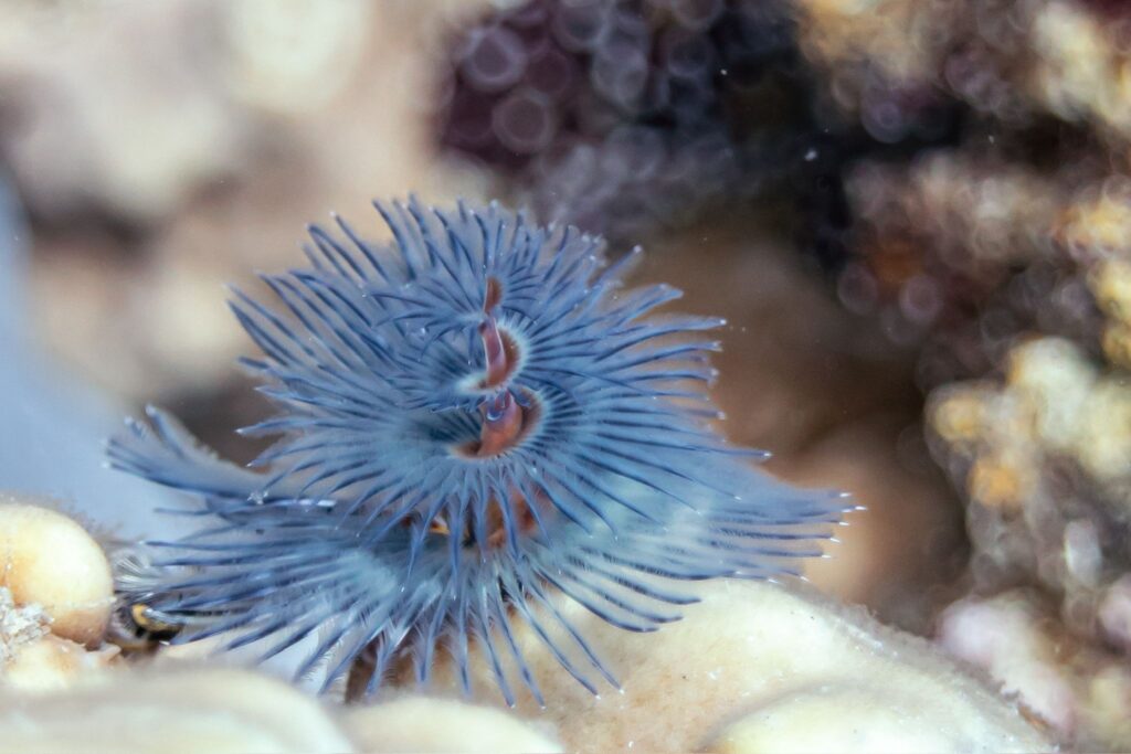 Christmas Tree Worm