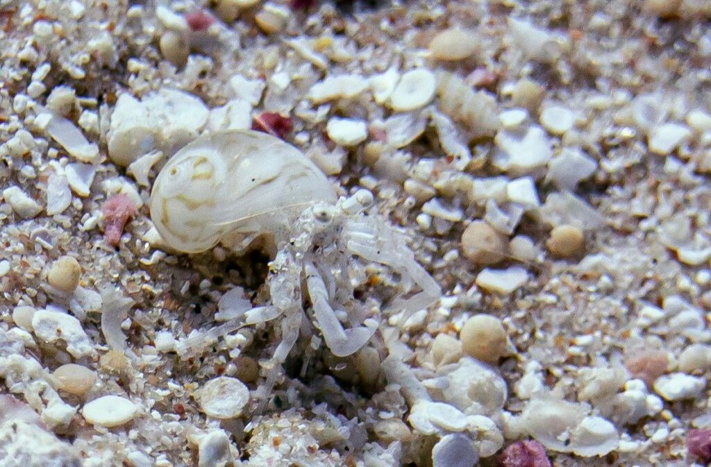 Hermit Crab