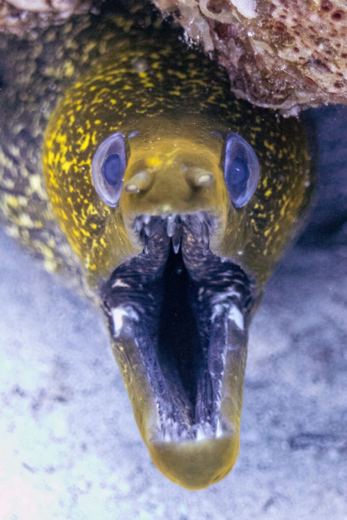 Eel teeth